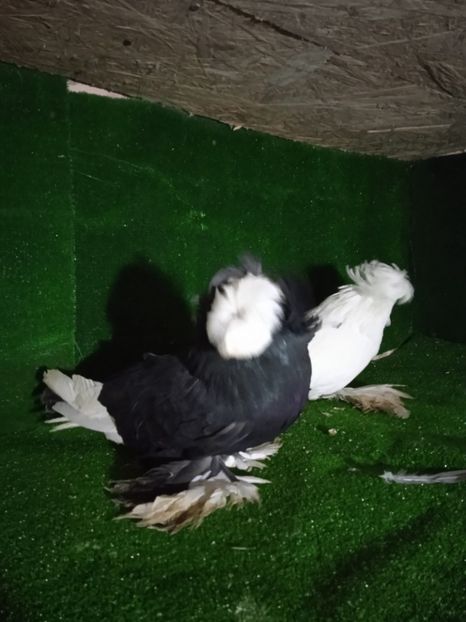  - Matcă 2022 ToBoSaRi DE BuHaRa