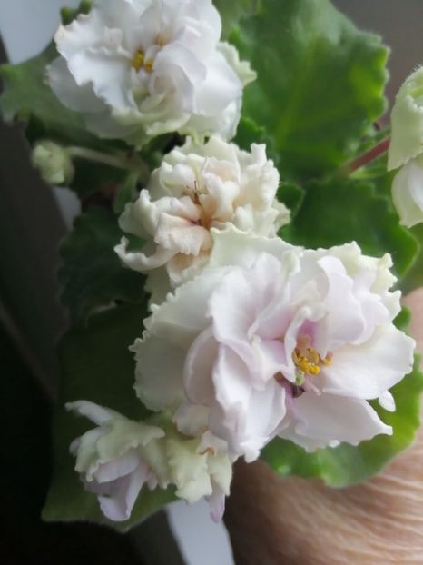  - Le Chateau Margaux