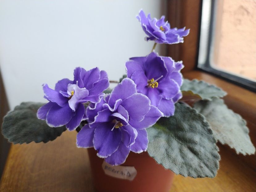 31 decembrie 2021 - ZZz_Mermaid