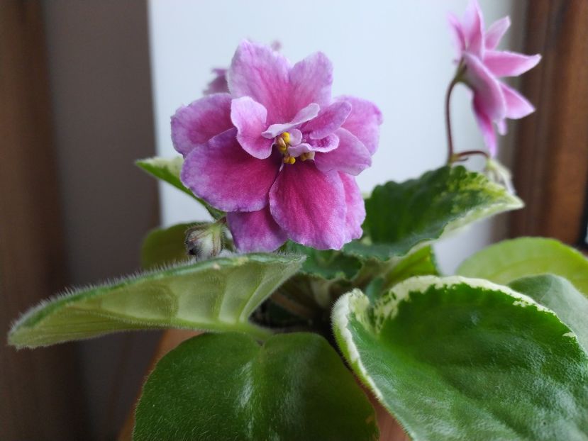 31 decembrie 2021 - Zzz___LE Adazhio _out