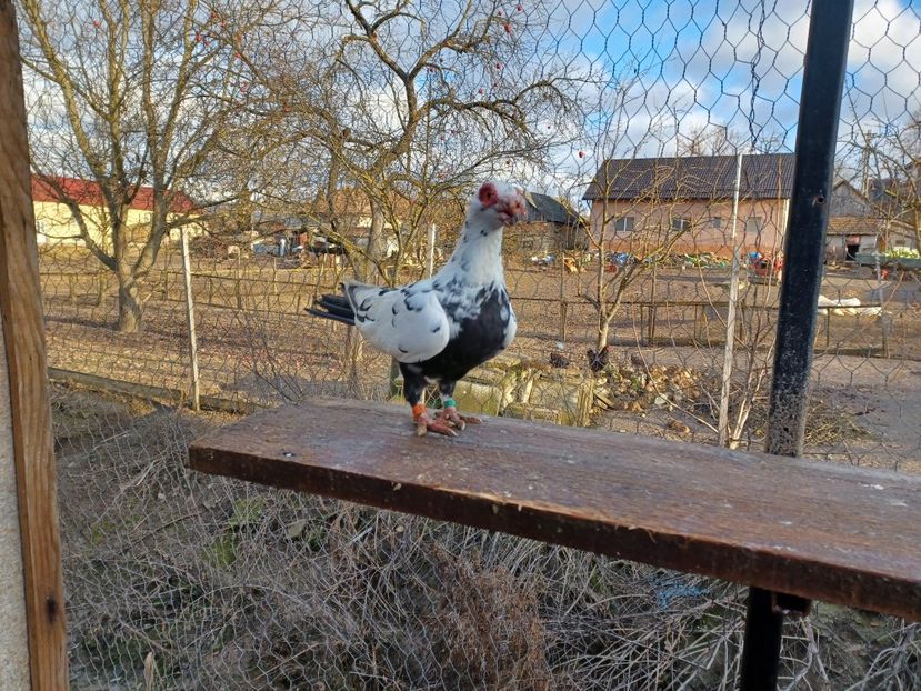  - PORUMBEI PASIUNE PERFECTIUNE PERSPECTIVE