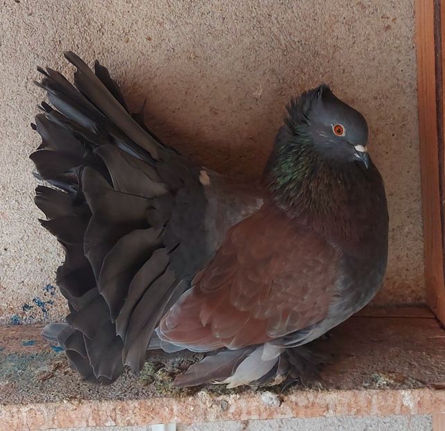  - Voltati indieni matca 2022