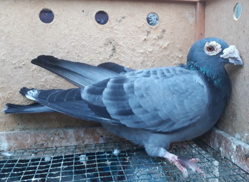  - 2- PORUMBEI VOIAJORI PE STIL VECHI