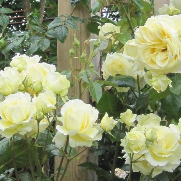 Elfe-rose-8_1200x1200 - Trandafiri urcatori 2021