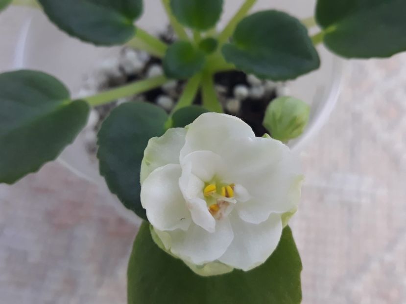 20 dec - LE Pyshechka