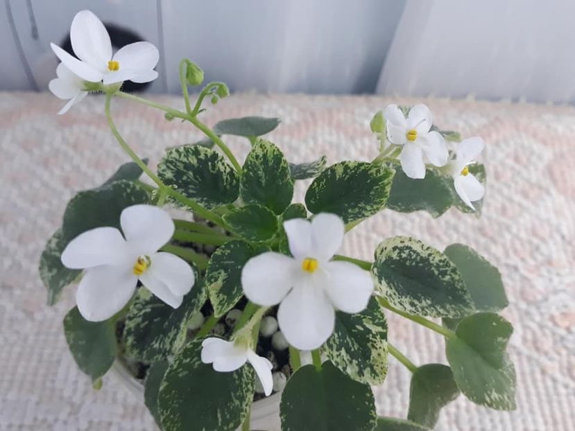 10 dec - Alan s Fallen Angel