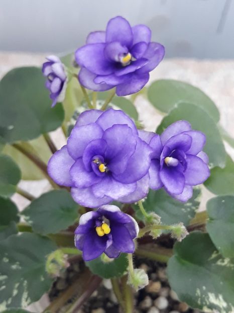 20 dec - Pacific Pearl