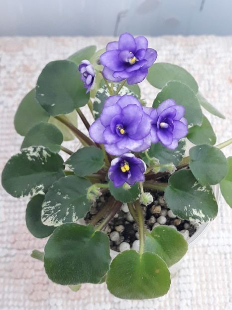 20 dec - Pacific Pearl