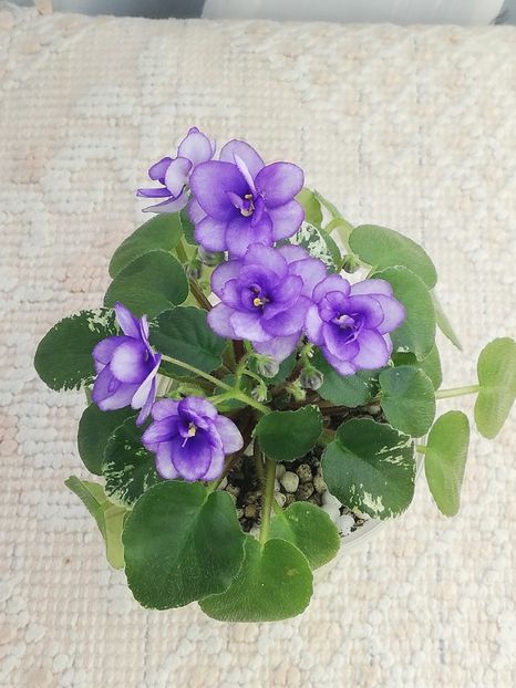 27 dec - Pacific Pearl