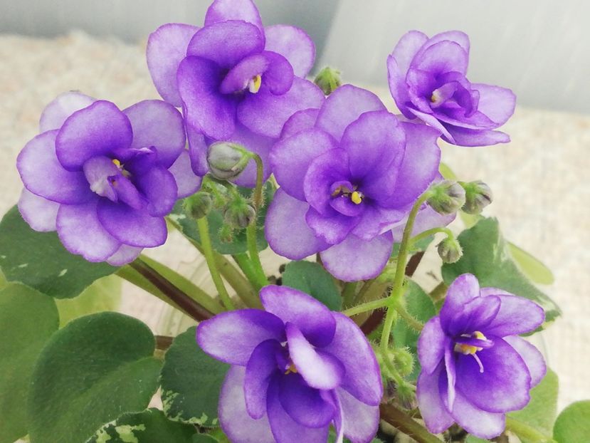 27 dec - Pacific Pearl