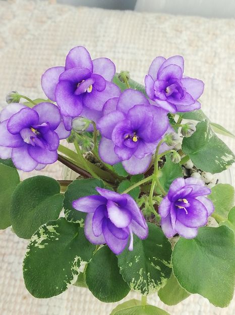 27 dec - Pacific Pearl