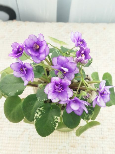 1 ian - Pacific Pearl