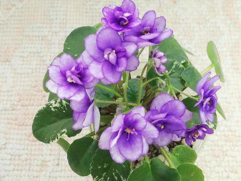 1 ian - Pacific Pearl