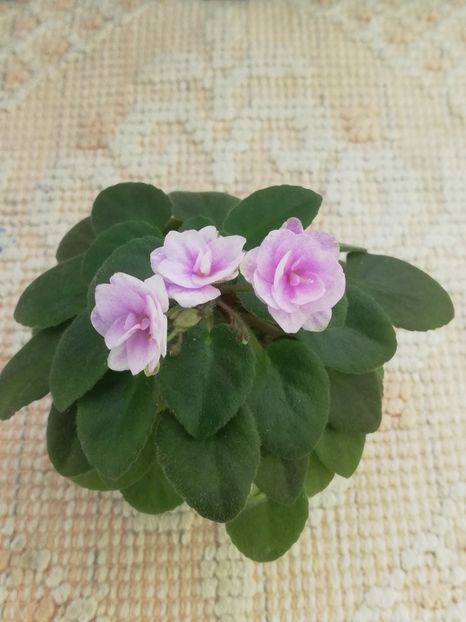 27 dec - RS Vinietka