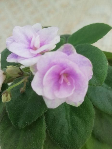 27 dec - RS Vinietka