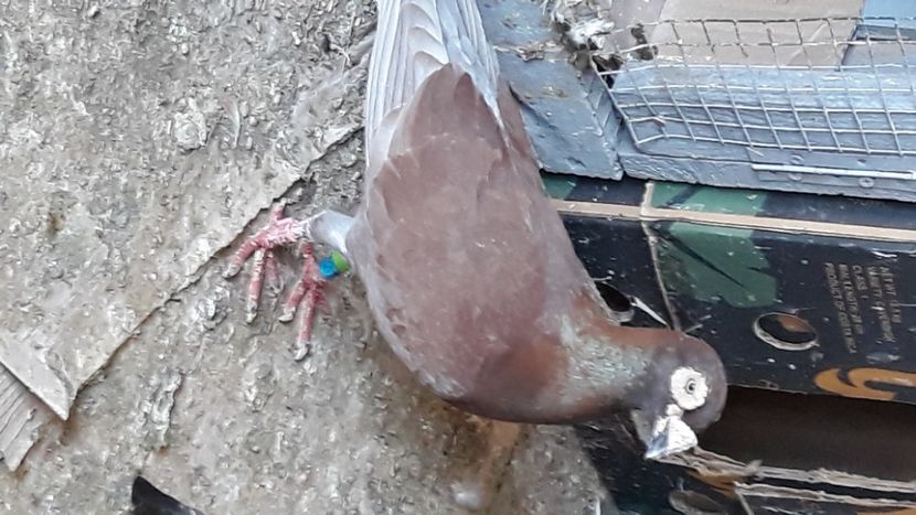  - 2- PORUMBEI VOIAJORI PE STIL VECHI