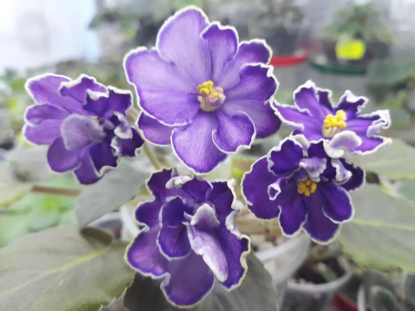 10 dec - ZZ King s Treasure