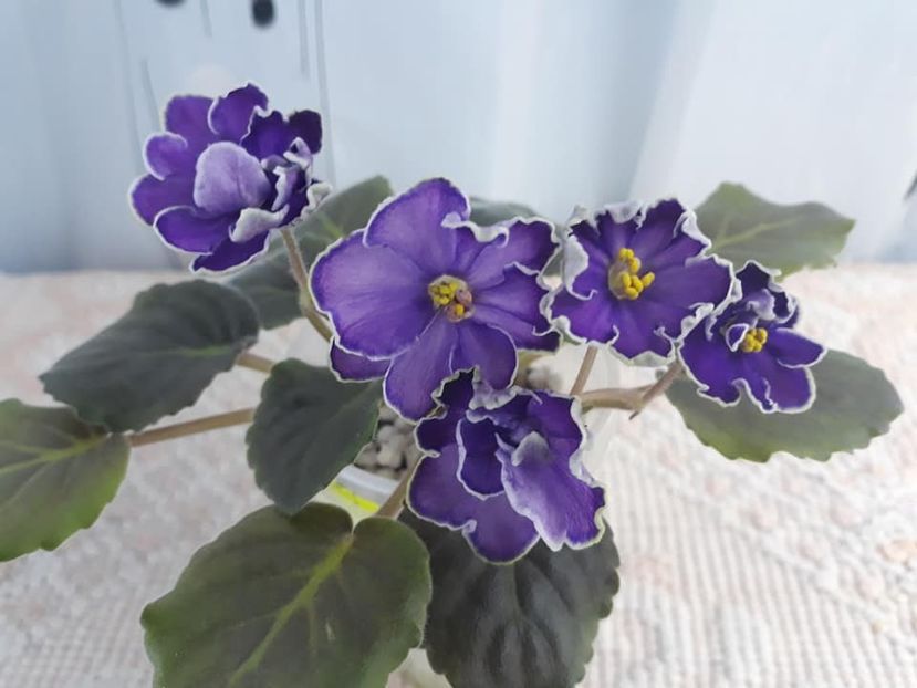 10 dec - ZZ King s Treasure