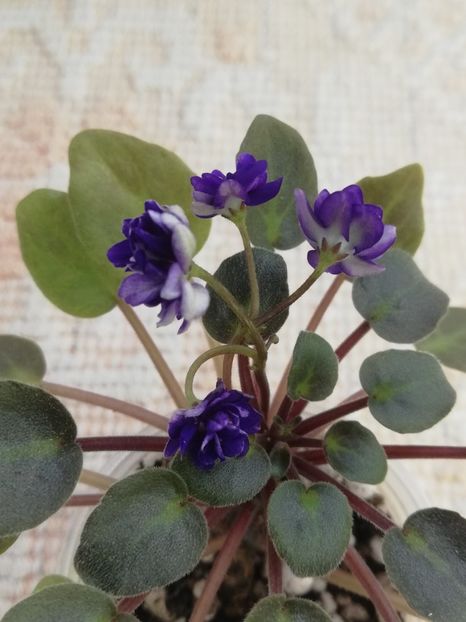 27 dec - ZZ Running Wild