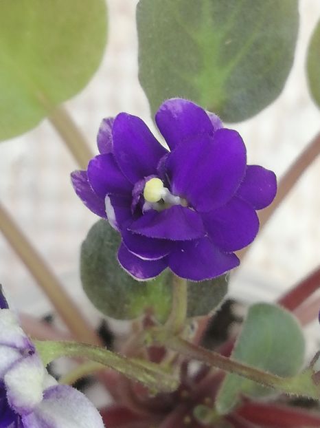 27 dec - ZZ Running Wild