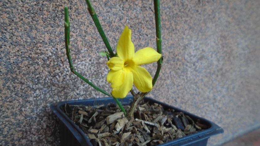 1 ian. 2022 - Iasomie de iarna (Jasminum nudiflorum) - Flori in plina iarna