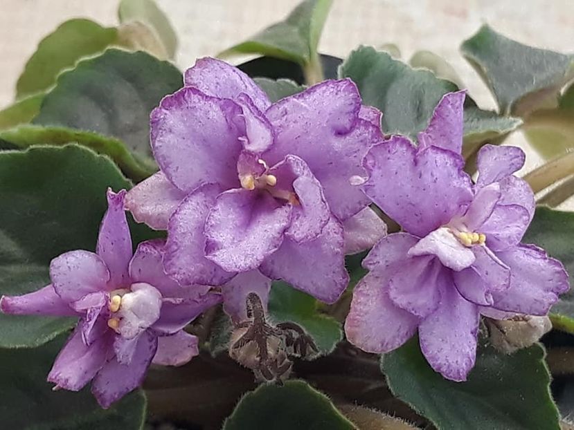 14 dec - ZZ RS Barkhatnyi Nariad