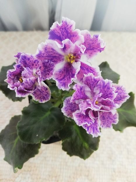 31 dec - ZZ ND Pervoklashka