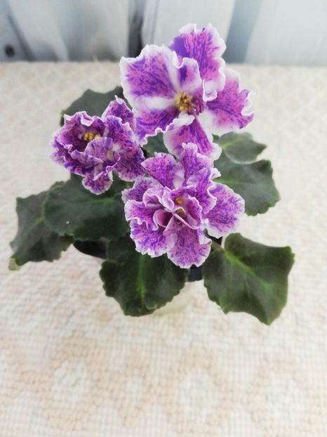 31 dec - ZZ ND Pervoklashka