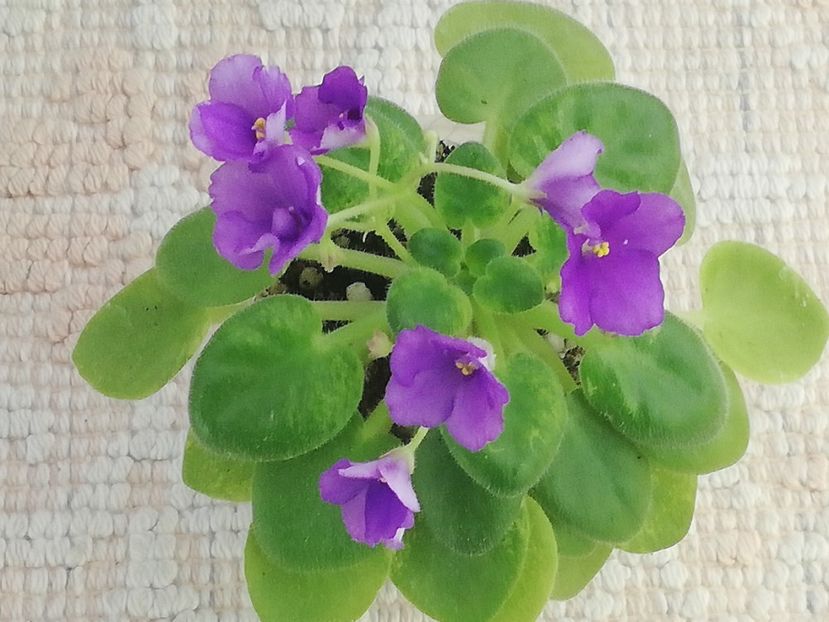 27 dec - N Wind over the Islands