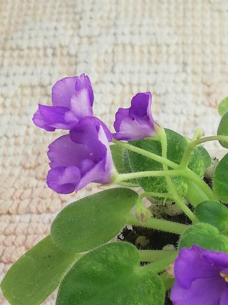 27 dec - N Wind over the Islands