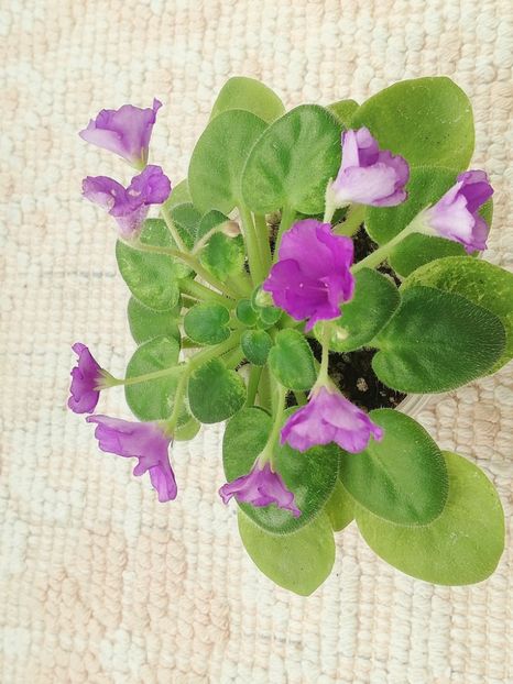 1 ian - N Wind over the Islands