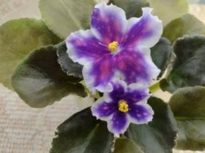 30 dec - VaT Tsar Goroh