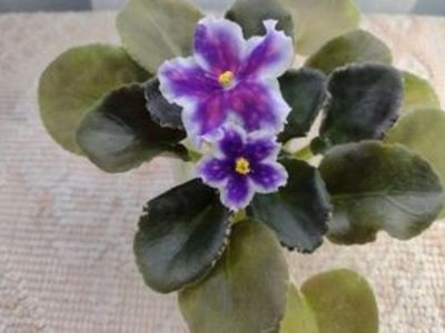 30 dec - VaT Tsar Goroh