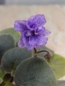 30 dec - RS Tayna Niagary