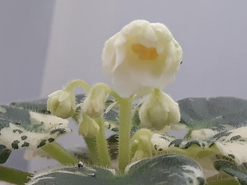 14 dec - Rob s Sugar Cube