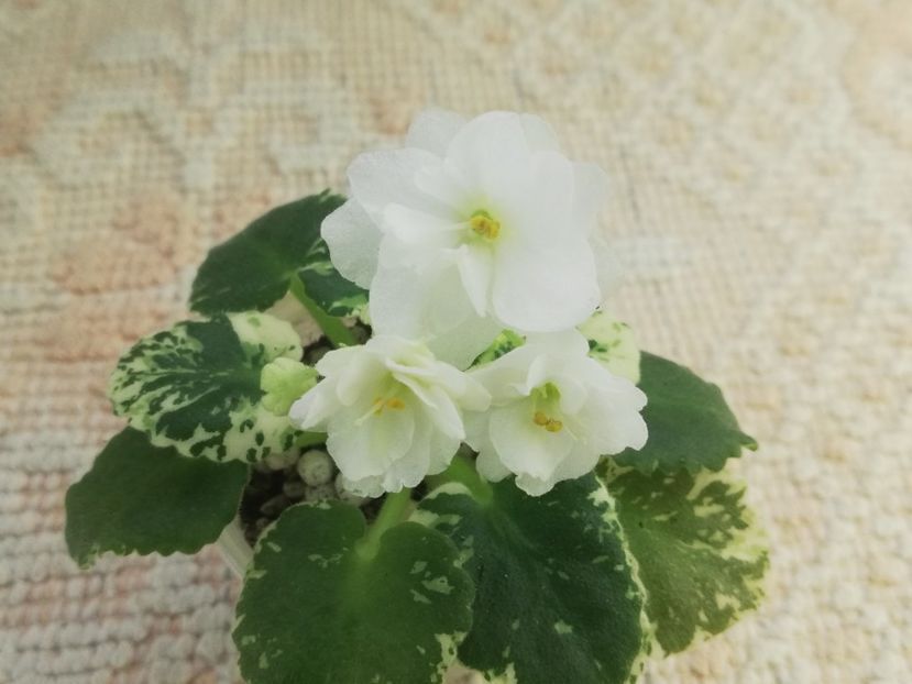 27 dec - Rob s Sugar Cube