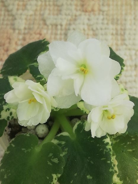 27 dec - Rob s Sugar Cube