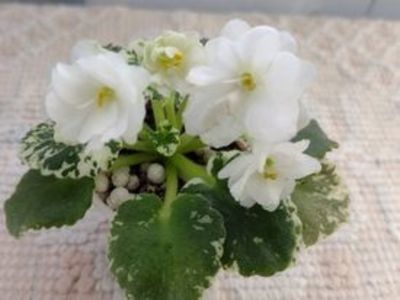 30 dec - Rob s Sugar Cube