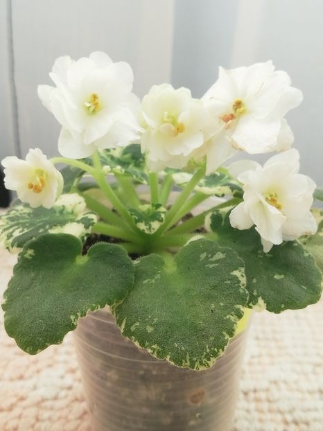 1 ian - Rob s Sugar Cube