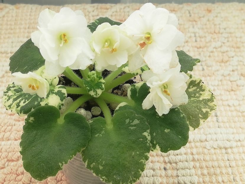 1 ian - Rob s Sugar Cube