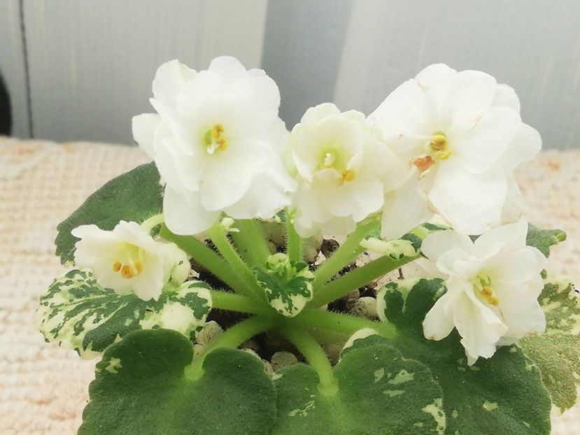 1 ian - Rob s Sugar Cube