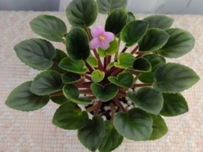 30 dec - Mac s Walkabout Uluru