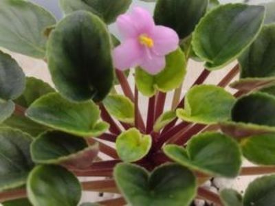 30 dec - Mac s Walkabout Uluru