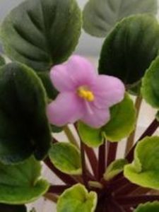 30 dec - Mac s Walkabout Uluru