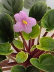 30 dec - Mac s Walkabout Uluru