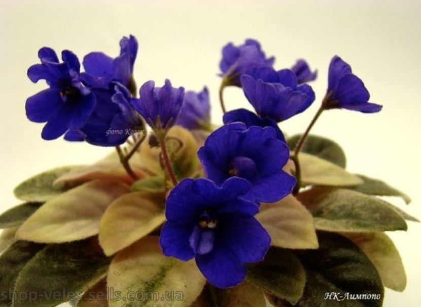 NK Limpopo - ZZ NK Limpopo