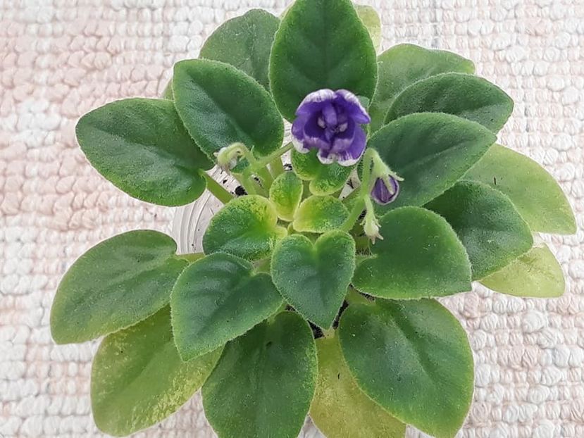 14 dec - ZZ NK Limpopo