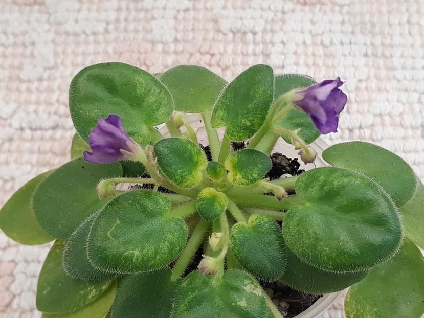 14 dec - N Wind over the Islands