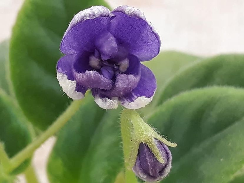 14 dec - ZZ NK Limpopo