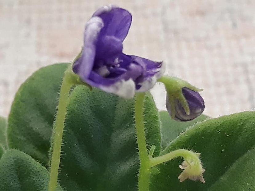 14 dec - ZZ NK Limpopo